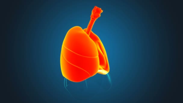 Tüdő emberi légzőrendszer anatómia orvosi koncepció 3D illusztráció - Felvétel, videó