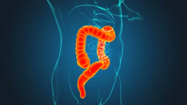 Large Darm 3D Illustration Human Digestive System Anatomie für medizinisches Konzept - Filmmaterial, Video