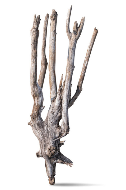 Primo piano di Driftwood sullo sfondo bianco. percorso di ritaglio - Foto, immagini