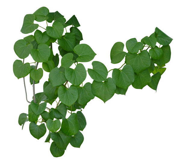 Φυτό πράσινο κισσός φύλλα τροπικό κρέμονται, αναρρίχηση απομονωμένη σε λευκό φόντο. Διαδρομή αποκοπής - Φωτογραφία, εικόνα