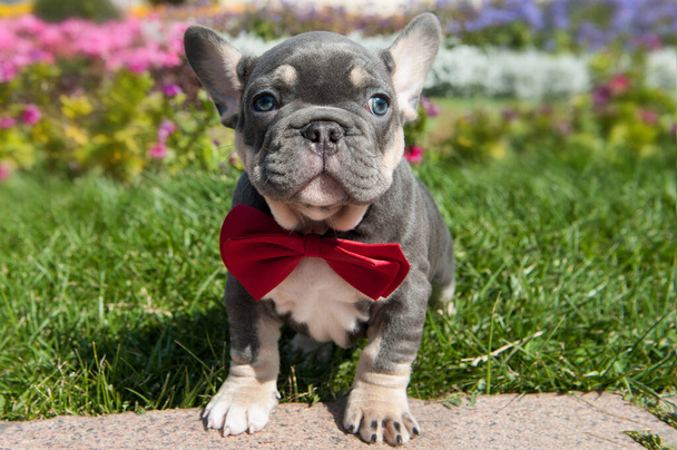 Small grey puppy of french bulldog is on the green grass outdoors.  Red accessory bow tie - Photo, Image