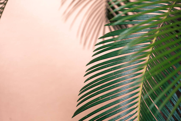 Palmový list na pozadí růžové stěny - Fotografie, Obrázek
