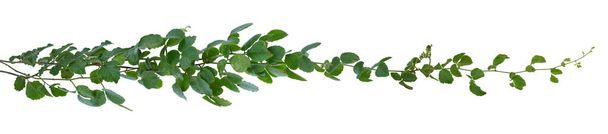 Green leaves Vine isolated, ivy jungle creeper tropical against white background. Have clipping path - Photo, Image