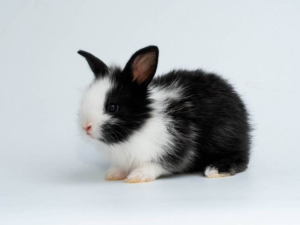 Zbliżenie czarny i biały królik zwierzę mały banny Wielkanoc siedzi i zabawny szczęśliwy zwierzę niebieski odizolowane tło kopia przestrzeń - Zdjęcie, obraz
