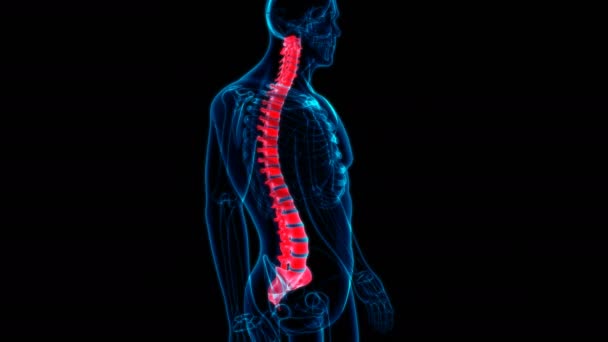 Ilustração 3D Loopable da anatomia das vértebras da coluna vertebral do esqueleto humano para o conceito médico - Filmagem, Vídeo