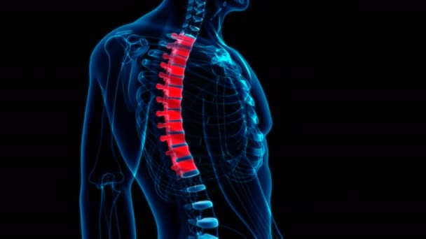 Human skeleton vertebral columns thoracic vertebrae anatomy - Кадри, відео