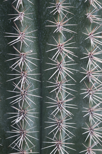Cactus - Fotó, kép