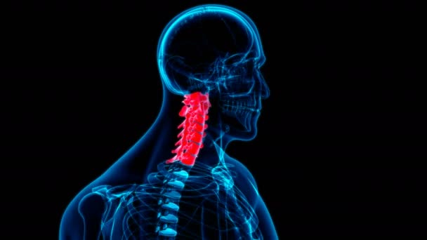 Columna vertebral esqueleto humano Vértebras cervicales Anatomía Loopable Ilustración 3D para el concepto médico - Metraje, vídeo