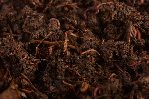 Earthworms (Eisenia foetida) called Tennessee Wiggler for Fishing or Compost - Photo, Image