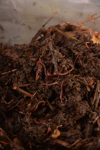 Gusanos de tierra (Eisenia foetida) llamados Tennessee Wiggler para la pesca o el compost - Foto, imagen