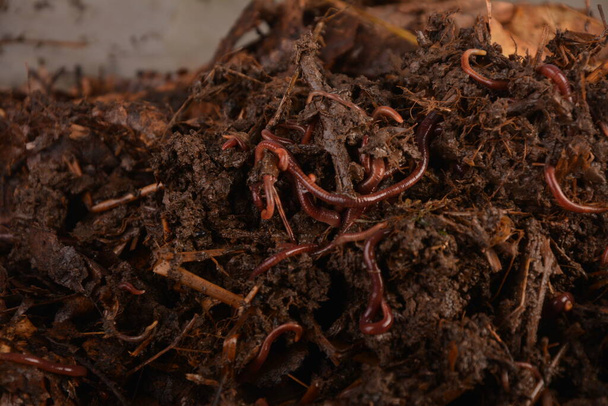 Oorwormen (Eisenia foetida) genaamd Tennessee Wiggler for Fishing of Compost - Foto, afbeelding