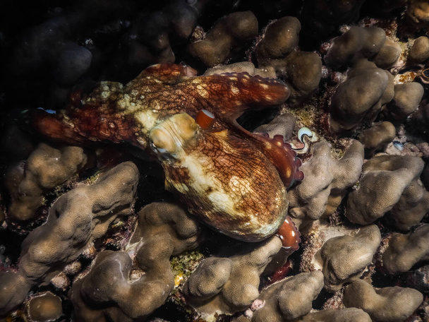 großer roter Oktopus versteckt sich beim Tauchen zwischen Korallen im Roten Meer - Foto, Bild