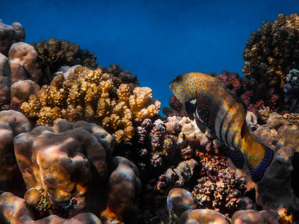 Blauer Zackenbarsch zwischen bunten Korallen beim Tauchen im Urlaub - Foto, Bild