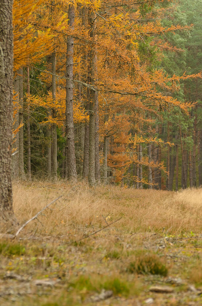 наружные изображения природы, осень в лесу, заросшая дорога - Фото, изображение