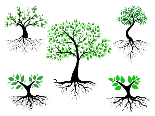 Les arbres et les racines aux feuilles vertes sont beaux et rafraîchissants. Arbre et racines style LOGO. - Vecteur, image