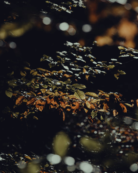 A closeup shot of green leaves turning golden in autumn - Fotografie, Obrázek