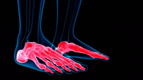 Huesos del pie esqueleto humano Anatomía Loopable Ilustración 3D para el concepto médico - Metraje, vídeo