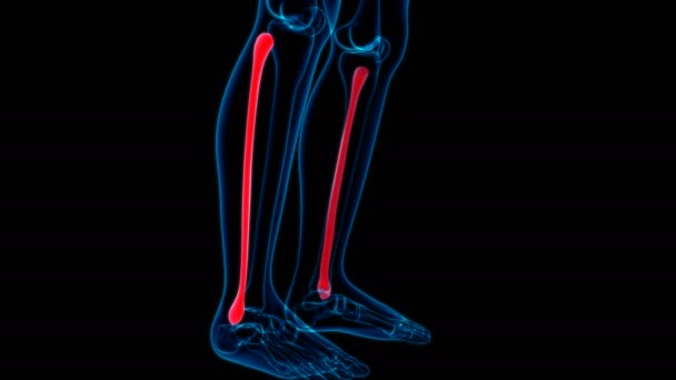 Menschliches Skelett Fibula Bone Anatomy Loopable 3D Illustration für medizinisches Konzept - Filmmaterial, Video