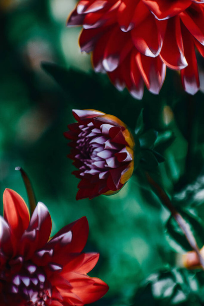 A closeup shot of honey bees on red dahlia - Foto, Bild