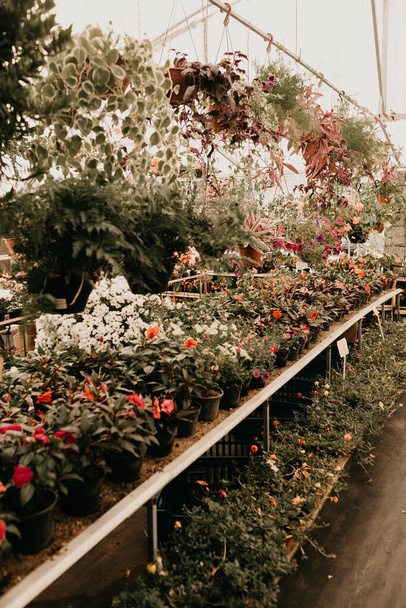 A vertical shot of beautiful plants at a market - Foto, immagini