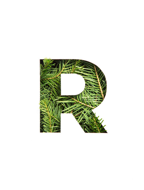 Letter R of English alphabet of evergreen spruce tree needles and paper cut isolated on white. Typeface of fir twigs - Foto, immagini