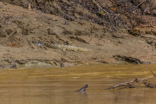 Saltwater crocodile (Crocodylus porosus) near Kinabatangan river, Sabah, Malaysia - Foto, immagini