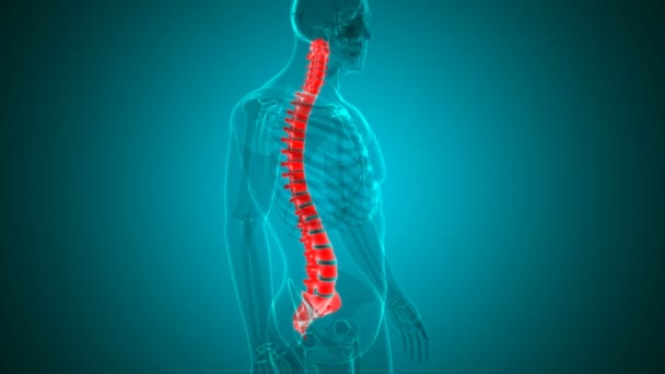Human skeleton vertebral columns vertebrae anatomy loopable 3d Illuy for Medical concept - Кадри, відео