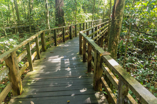 Boardwalk in Sepilok rainforest, Sabah, Malaysia - Foto, afbeelding