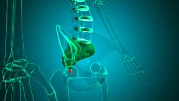 Esqueleto humano coluna vertebral Coccyx ou cauda osso anatomia loopable 3D ilustração para conceito médico - Filmagem, Vídeo