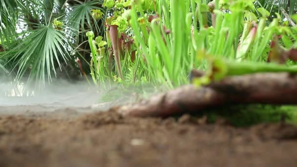 Lähikuva hyvin harvinainen lihansyöjä kasveja kasvitieteellinen puutarha aamu sumu tai sumu, luonto käsite - Materiaali, video