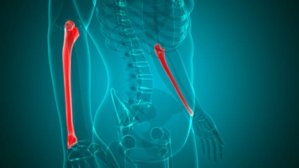 Ihmisen luuranko Ulna Bone anatomia Loopable 3D kuvitus Medical Concept - Materiaali, video