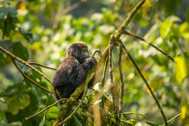 Портрет горной гориллы (Gorilla beringei beringei), Национальный парк "Непроходимый лес Бвинди", Уганда. - Фото, изображение