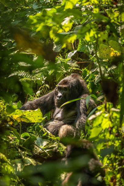 Ritratto di gorilla di montagna argenteo (Gorilla beringei beringei), Parco nazionale della foresta impenetrabile di Bwindi, Uganda. - Foto, immagini