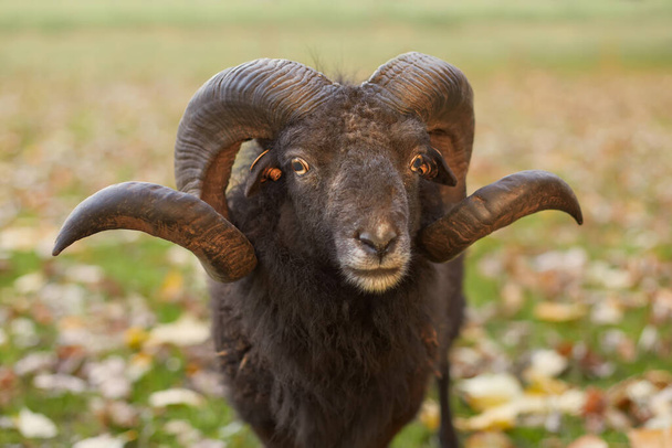 Zblízka samec černé ouessant ovce s velkými rohy - Fotografie, Obrázek