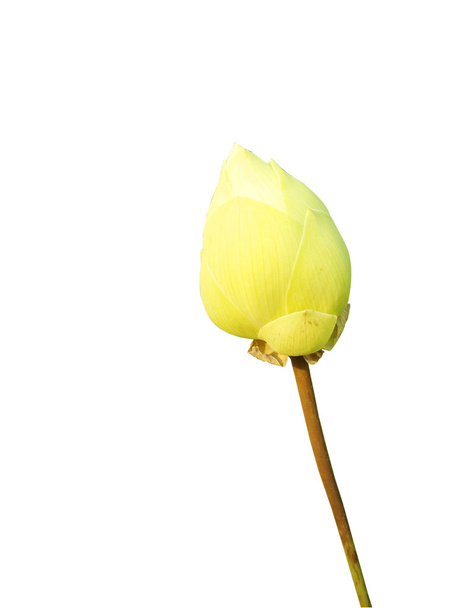 Beyaz lotus yalıtım - Fotoğraf, Görsel