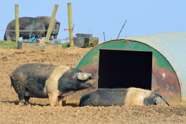 Free range pigs - Photo, Image