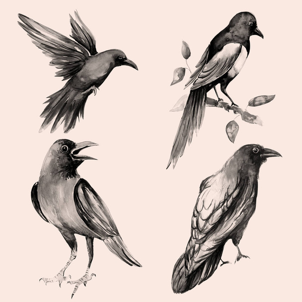 Black, crow, bird, water color, art - Foto, Imagem