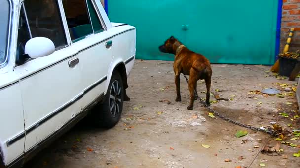 Pies na smyczy sztab terrier pociera o bok samochodu - Materiał filmowy, wideo
