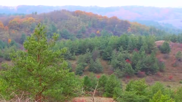 V dálce si můžete prohlédnout fotografii borového lesa z kopce.Ukrajina - Záběry, video