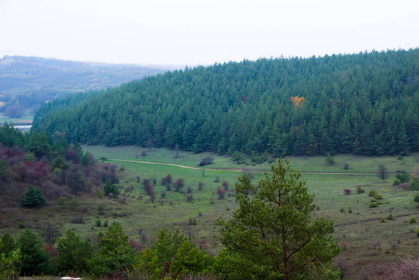 Вдалеке можно увидеть фотографию соснового леса с холма. - Фото, изображение