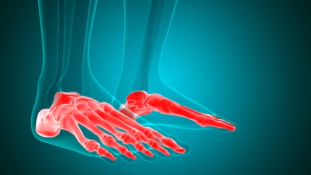 Illustration 3D bouclable d'anatomie d'os de pied de squelette humain pour le concept médical - Séquence, vidéo