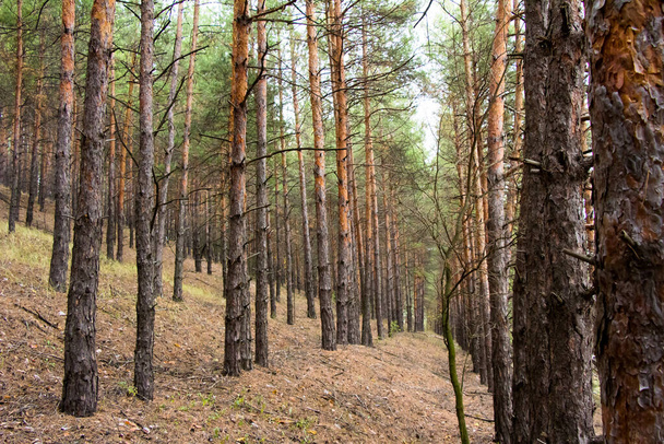 松林の木の幹ウクライナ - 写真・画像