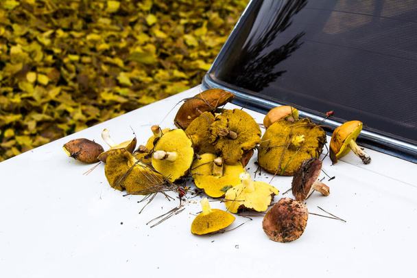 Herbstliches Pilzesammeln im Wald in einer Tüte und im Eimer auf der Motorhaube eines Autos auf einer Wiese - Foto, Bild