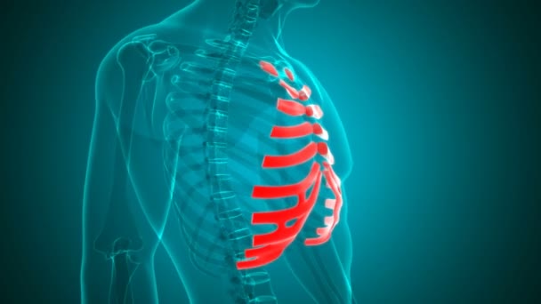 Human Skeleton Costal Cartilage Anatomy Loopable 3D Illustration für medizinisches Konzept - Filmmaterial, Video