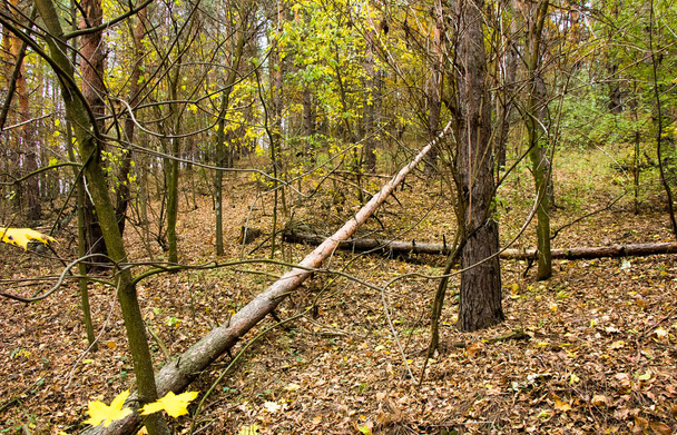 Tronchi di alberi di pineta Ucraina - Foto, immagini