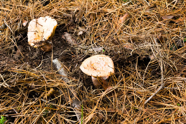 Jesienny zbiór grzybów w leśnych grzybach w torbie i w wiadrze na masce samochodu na łące - Zdjęcie, obraz