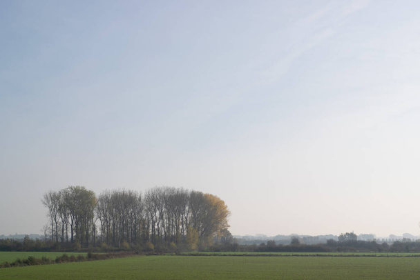 Fila de árboles en el brumoso paisaje holandés de pólder fotografiado durante la temporada de otoño - Foto, imagen