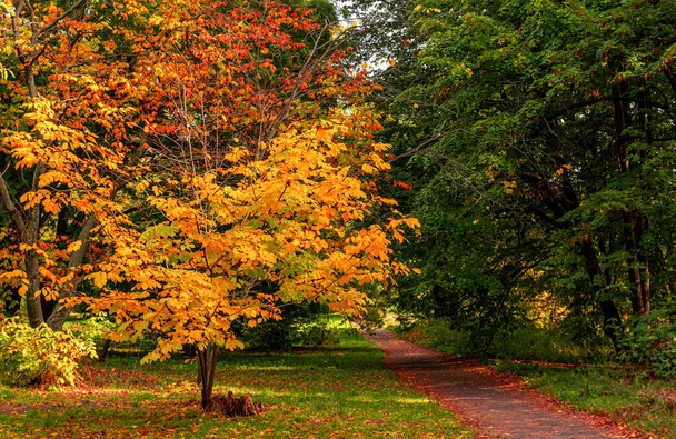 Ότομ Παρκ. Τα δέντρα ντύνονται με λαμπερά φθινοπωρινά ρούχα. Μια όμορφη εποχή του χρόνου. - Φωτογραφία, εικόνα