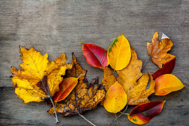 banner autumn foliage bright red, yellow and orange colors maple , poplar, isolate on dark background - Zdjęcie, obraz