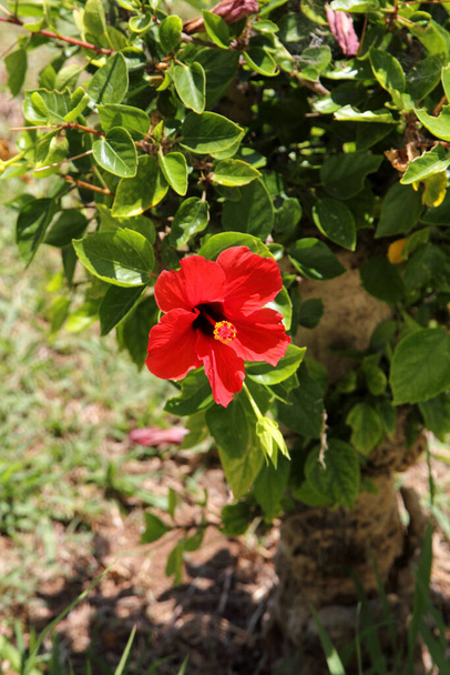 A hibiszkusz a mályvacukor családba tartozó virágzó növények, a Malvaceae nemzetsége.. - Fotó, kép